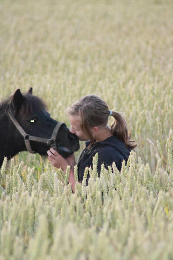 Shetlænder : • Stjernens Tilde • billede 7