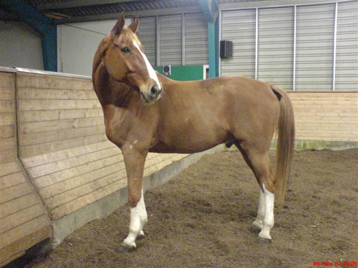 Dansk Varmblod Lucky Z. (SOLGT) - Velkommen til Lucky Z.´ profil :) billede 1