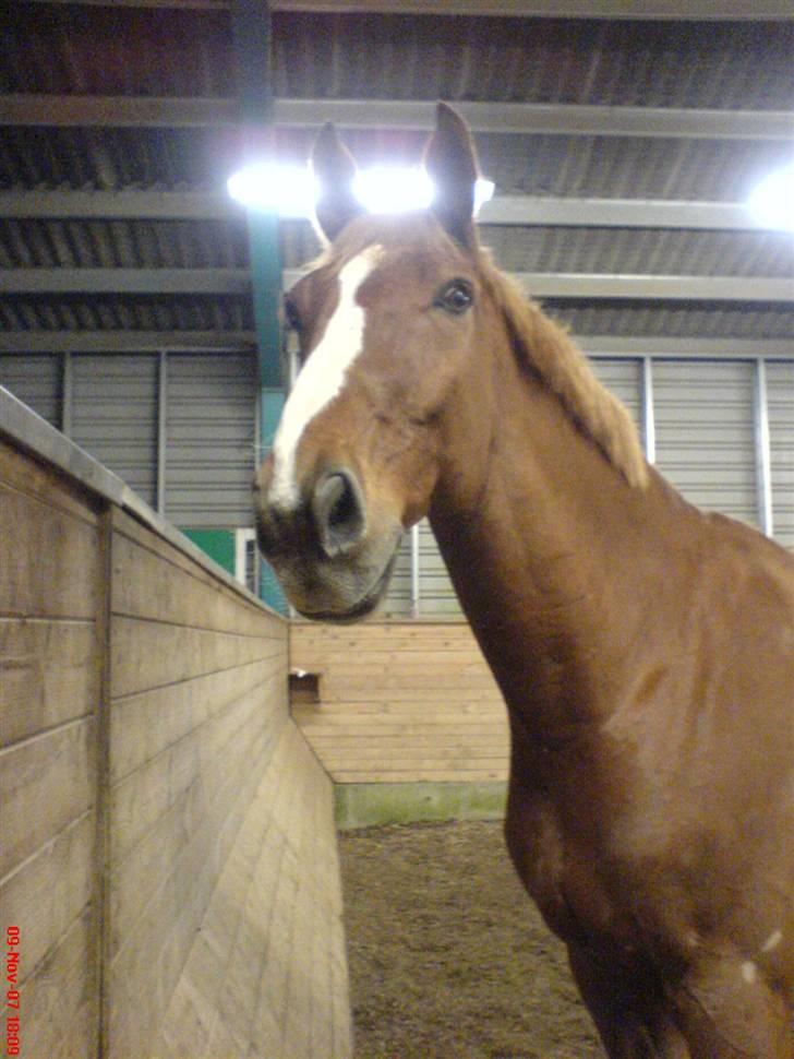 Dansk Varmblod Lucky Z. (SOLGT) billede 2