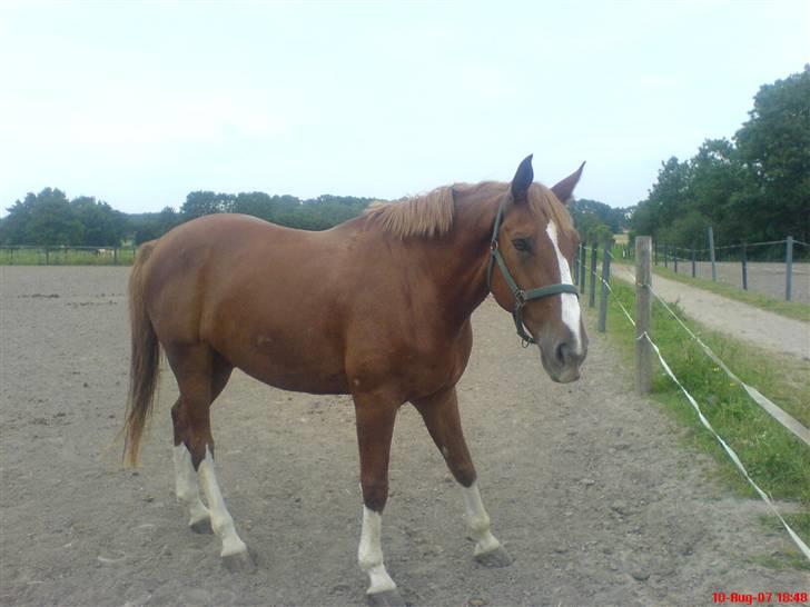 Dansk Varmblod Lucky Z. (SOLGT) - Lucky-musen på fold :) billede 3