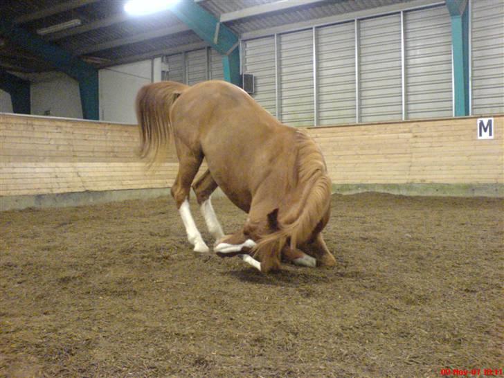 Dansk Varmblod Lucky Z. (SOLGT) - Skal til at rulle sig :b billede 4