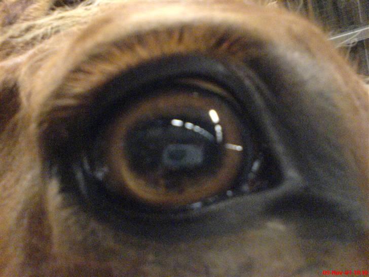 Dansk Varmblod Lucky Z. (SOLGT) - Lucky Z´ flotte øje :s billede 5