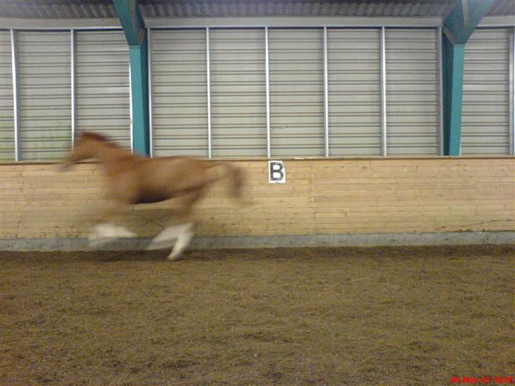 Dansk Varmblod Lucky Z. (SOLGT) - "Se lige hvor hurtig jeg er!"  :o billede 6