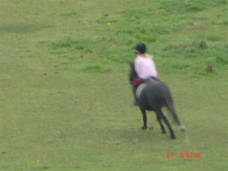 Anden særlig race Flicka GAMMELPART. - jeg savner dig. billede 6