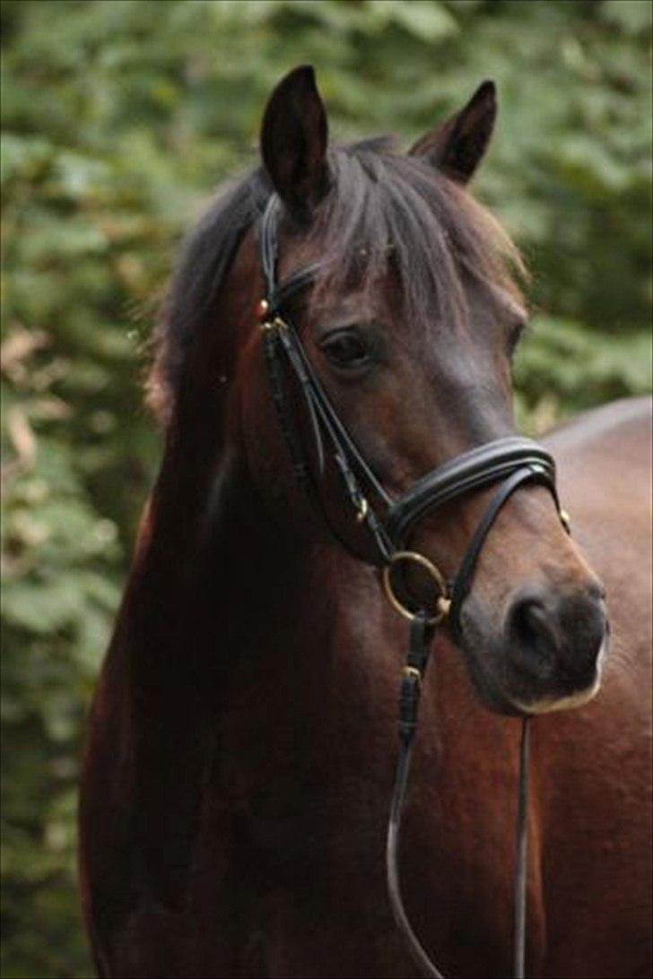 Anden særlig race Bakkelys Felur *Solgt* - Taget af Michelle Greve Nielsen<3 TAK  billede 1