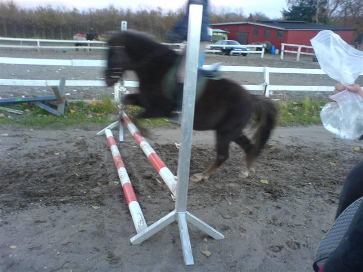 Anden særlig race Victor - Line og Victor tager lige et lille spring billede 7