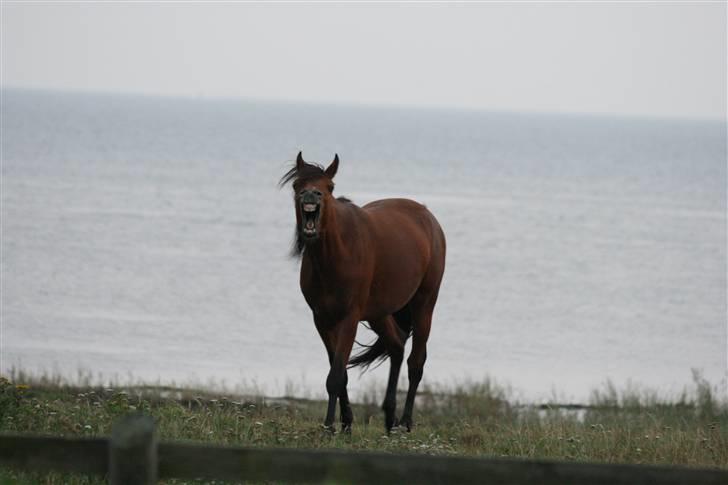 Arabisk fuldblod (OX) Fabhat  - FOTO: Aino Bjerre billede 9