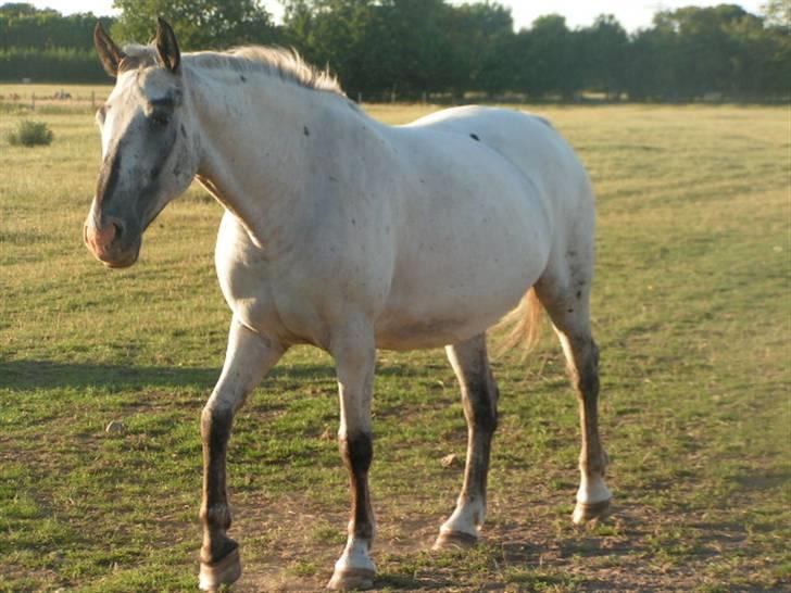 Knabstrupper Timian KNN 2165 billede 1