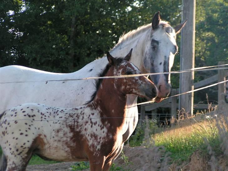 Knabstrupper Timian KNN 2165 - Mor og datter. billede 2