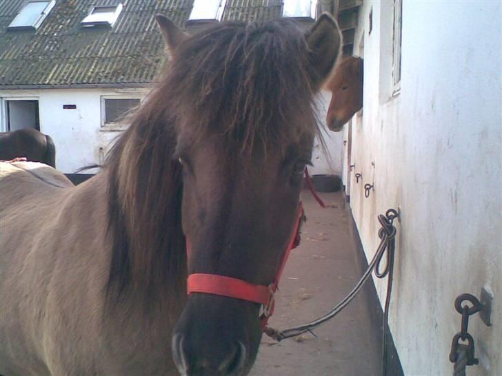 Islænder Disa - Velkommen til min profil! :) billede 1