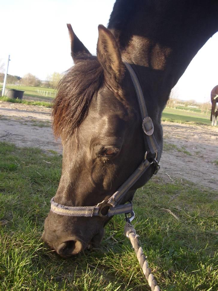 Anden særlig race Litus - Velkommen til Min smukke ponyens profil billede 1