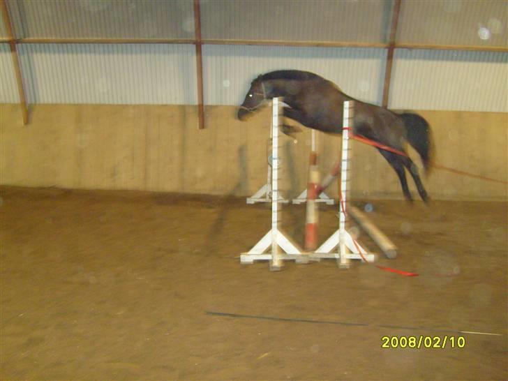 Anden særlig race Litus - Pony Dyret Springer. billede 2