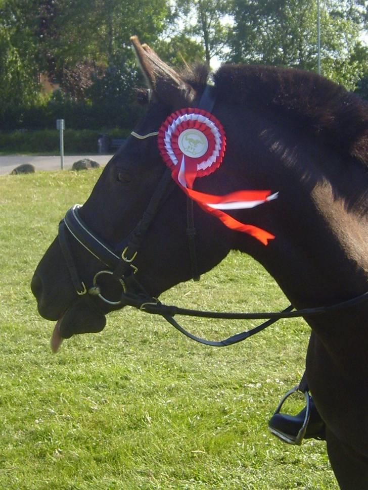 Anden særlig race Litus - Tussen vil lige gøre opmæksom på det hende der har vundet. billede 3