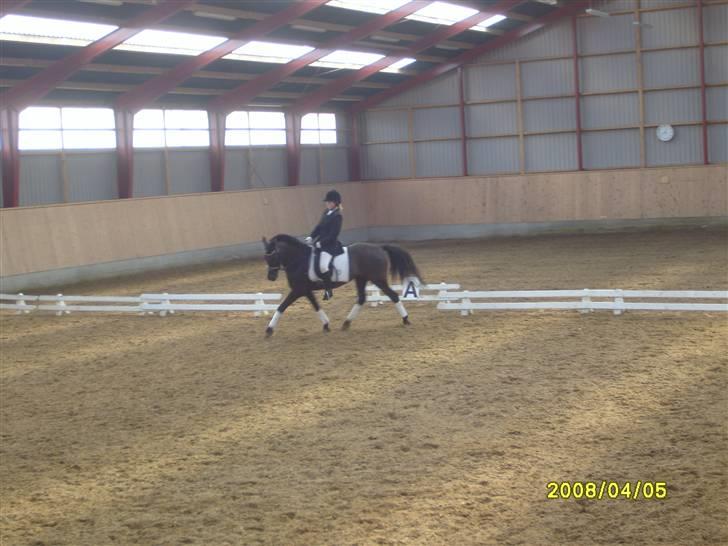 Anden særlig race Litus - Lb 1 Aagerupgård billede 5