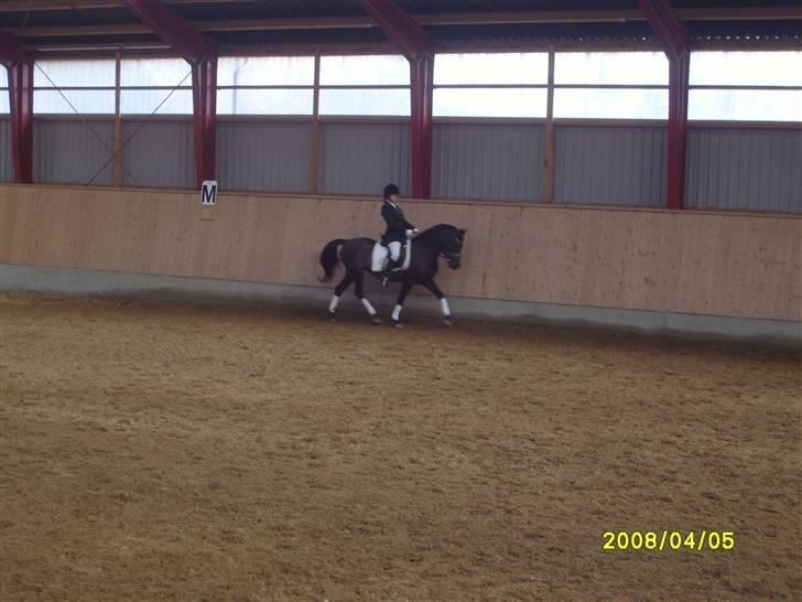 Anden særlig race Litus - stævne LB 1  Aagerupgård billede 6
