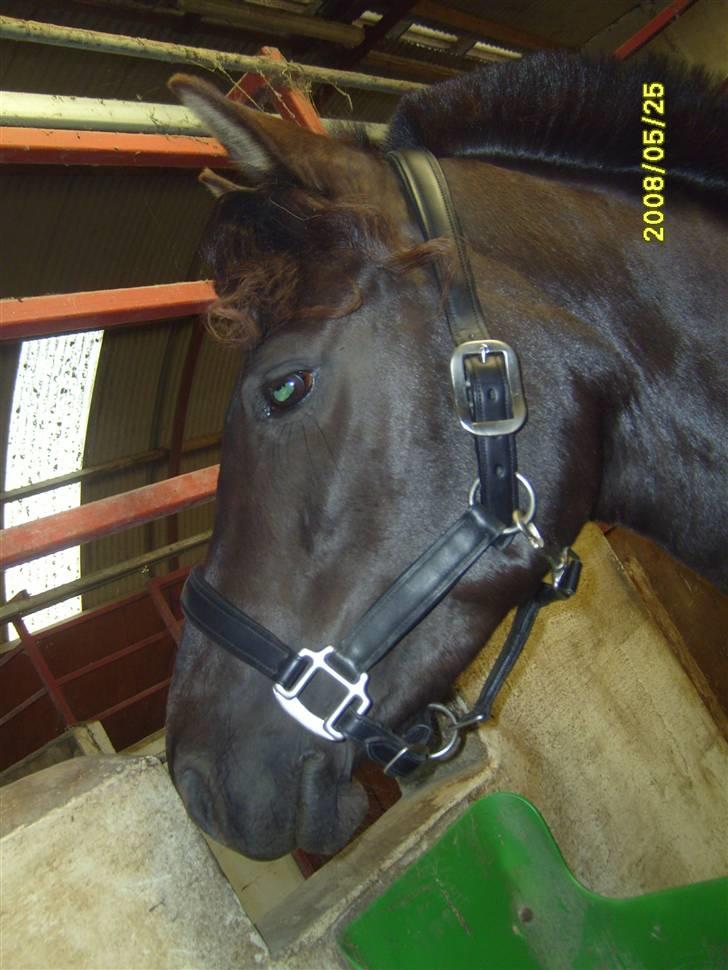 Anden særlig race Litus - Hjemme fra stævne. billede 7