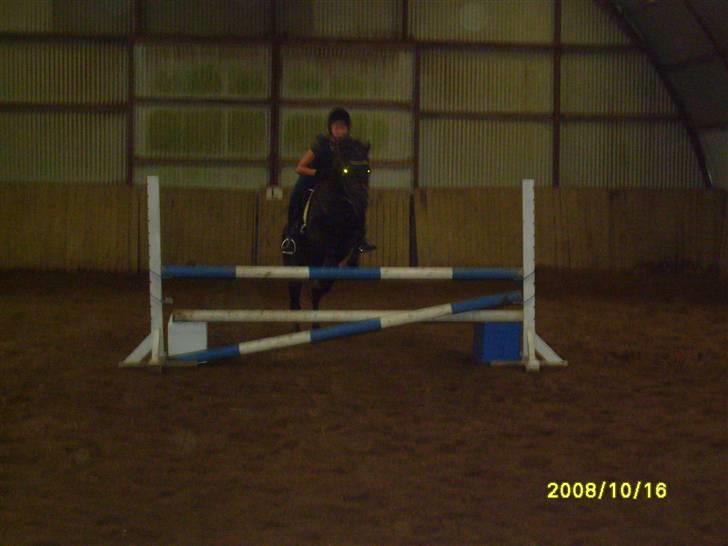 Anden særlig race Litus - Mig og tussen springer billede 8