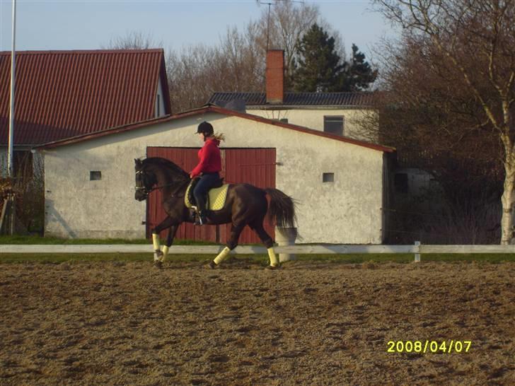 Anden særlig race Litus - trænning hjemme billede 9