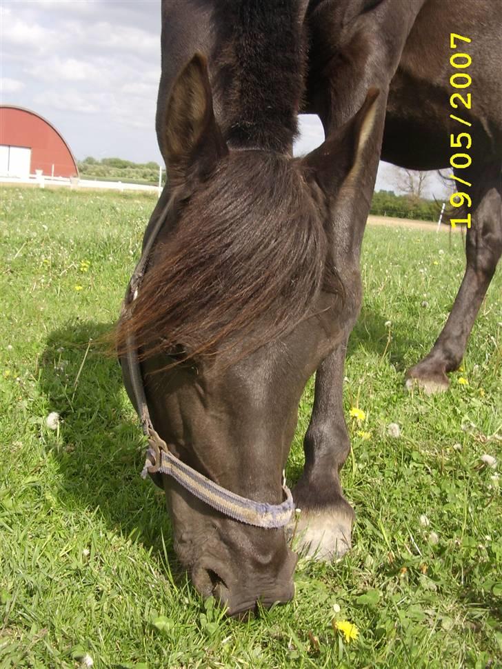 Anden særlig race Litus - Litus i sommers med føl mave :D billede 10