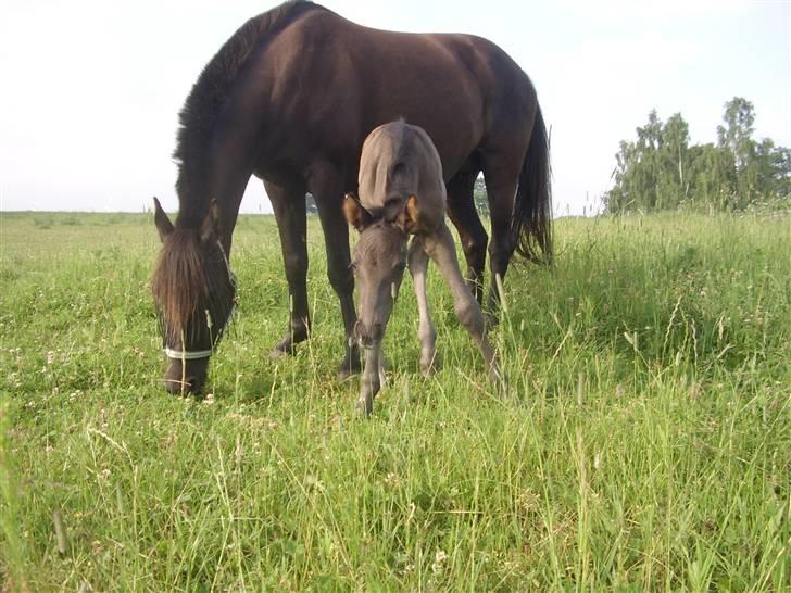 Frederiksborg Quintus Brentedal - Quintus 1 dag gammel. billede 5