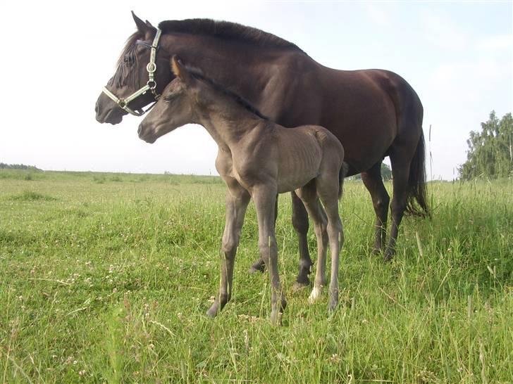 Frederiksborg Quintus Brentedal - Quintus 1 dag gammel. billede 6