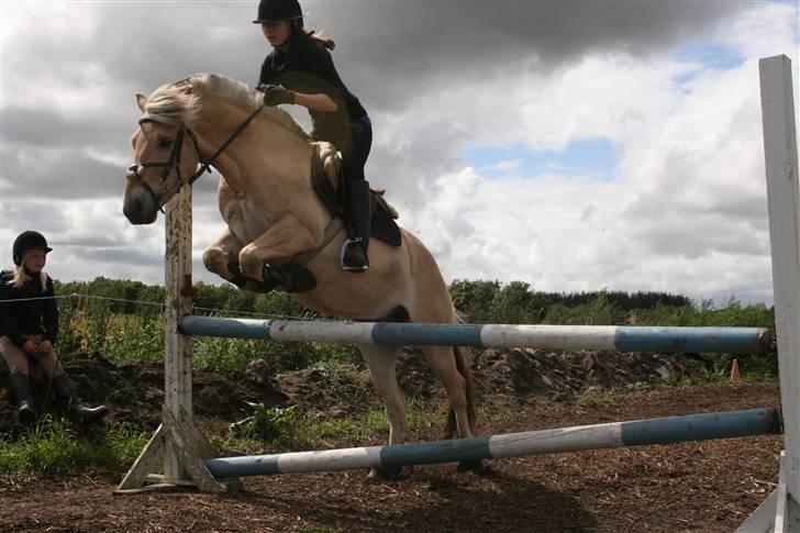 Fjordhest Eddie - 13# We are One. <3 billede 13