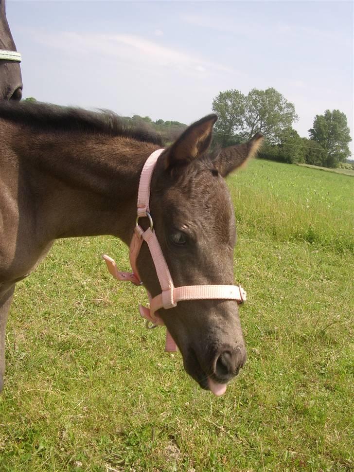 Frederiksborg Quintus Brentedal - Lille pige et par dage gamle billede 8