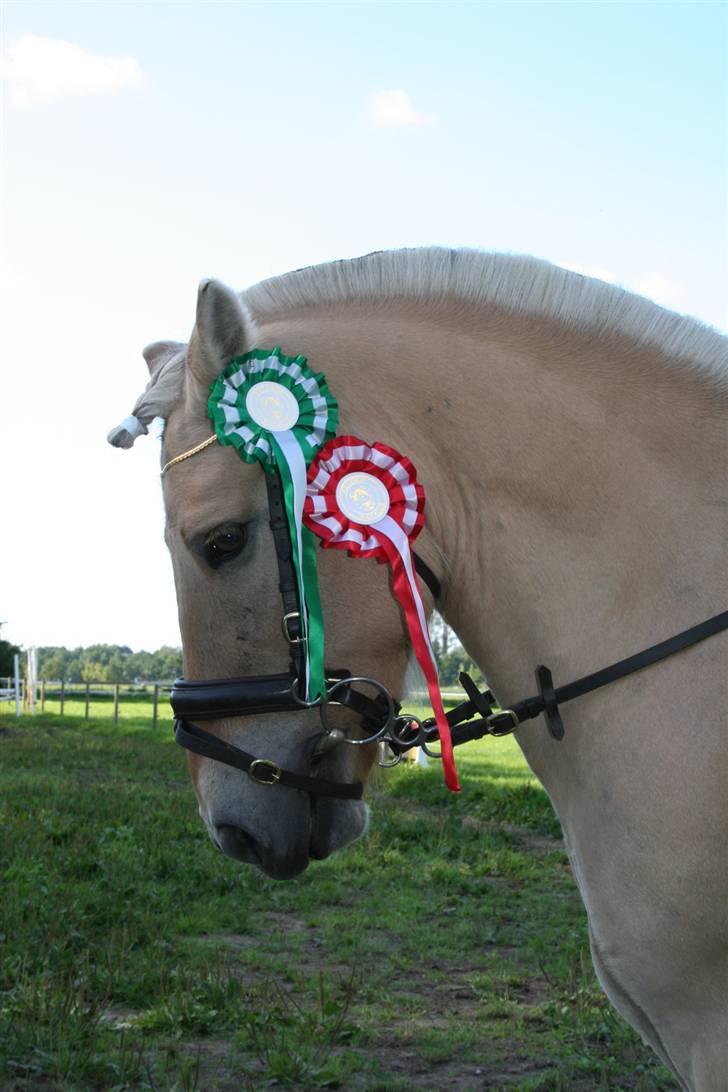 Fjordhest Eddie - 14# Det første stævne siger en del. <3 billede 14