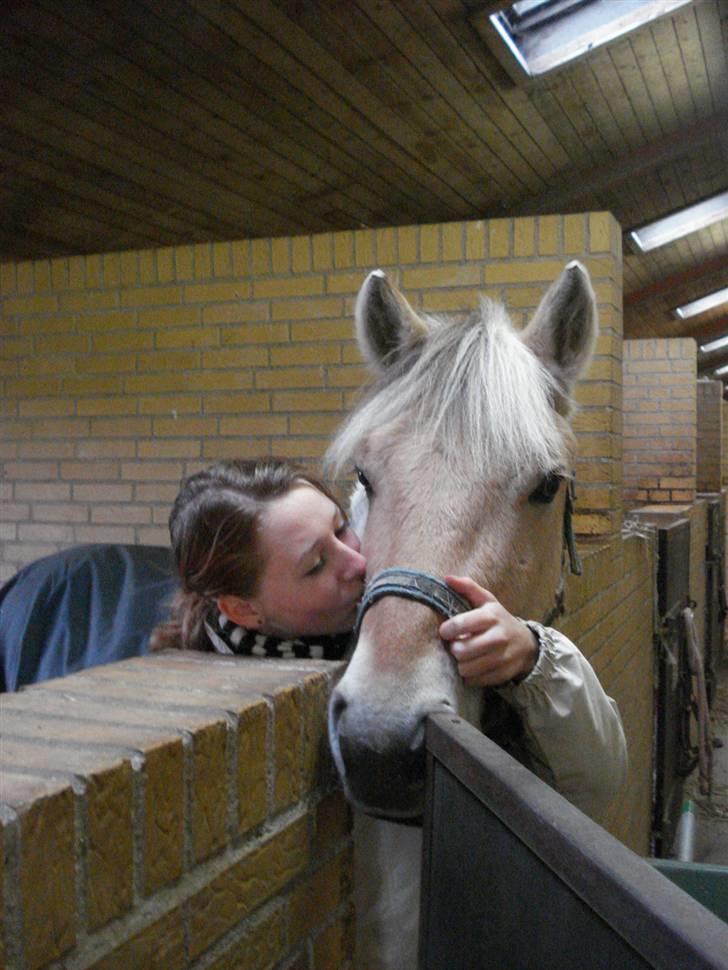 Fjordhest Eddie - 16#  I´m in heaven when I kiss you <3 billede 16
