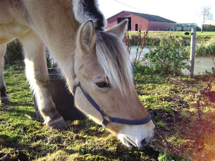 Fjordhest Rasmus    ¤død¤ - uhhh jeg tror lige jeg kan nå den tot græs der uden at røre hegnet billede 3