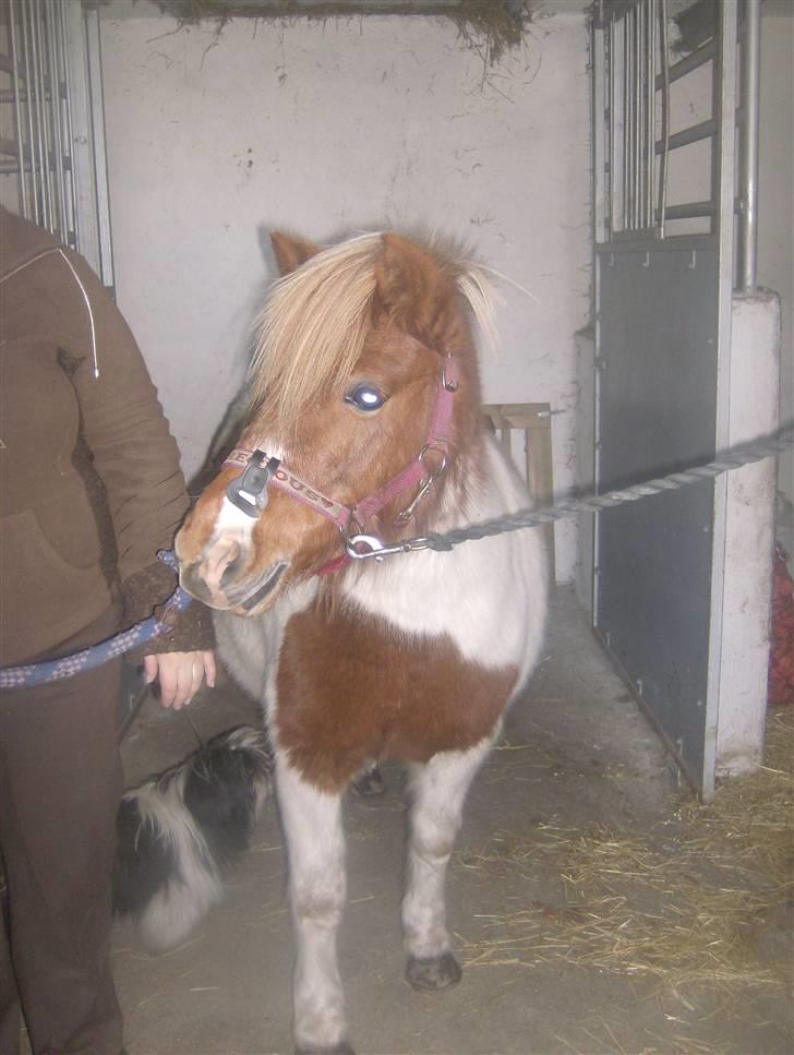 Anden særlig race sasha billede 2