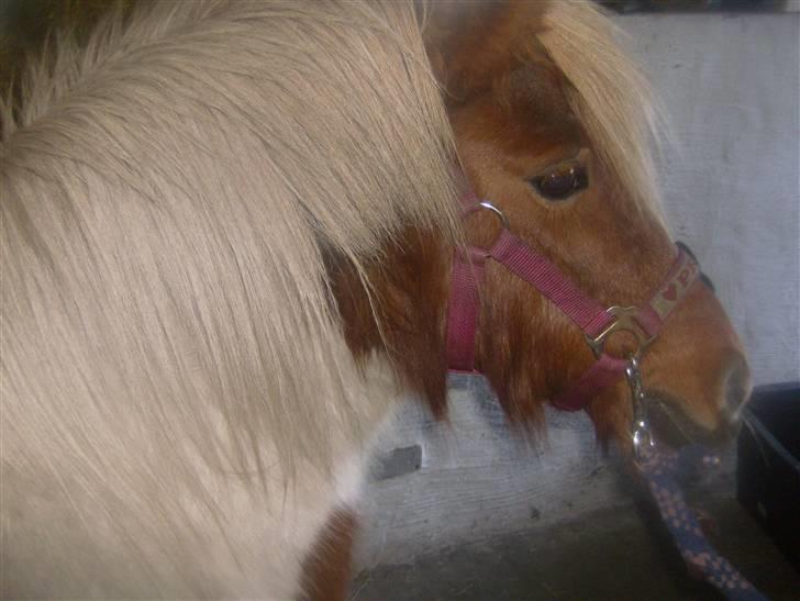 Anden særlig race sasha billede 3