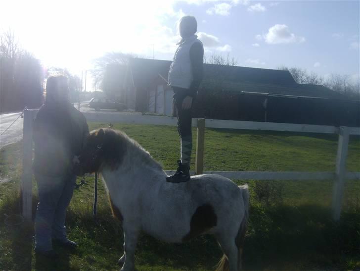 Anden særlig race sasha billede 5