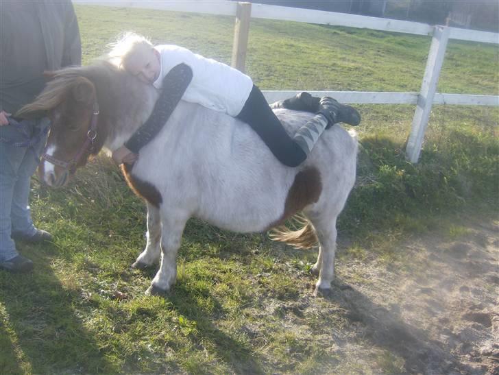 Anden særlig race sasha billede 6