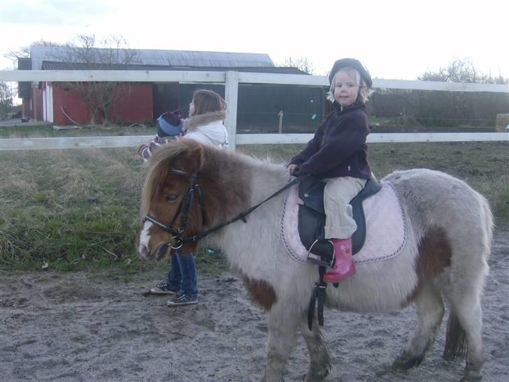 Anden særlig race sasha billede 7