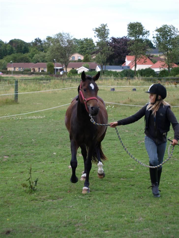 New Forest Riddersholms Silke  - 10) Se hvor fin jeg kan gå xD. Taget af Matie. billede 10