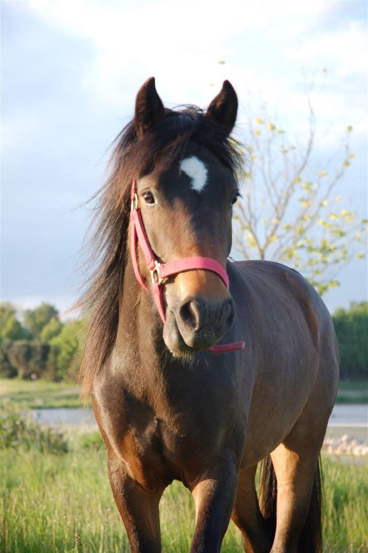 New Forest Riddersholms Silke  - 11) Silke da hun var 2 år.  Taget af Trine  billede 11
