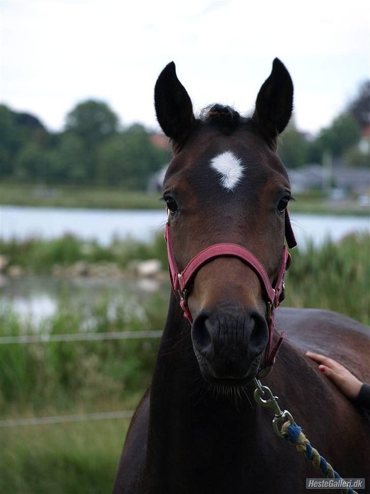 New Forest Riddersholms Silke  - 12) Træning af silke ( 2 år ) Taget af Matie. billede 12