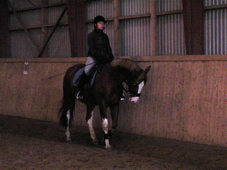 Dansk Varmblod Krogskærs DeVito - vito november 07 billede 6