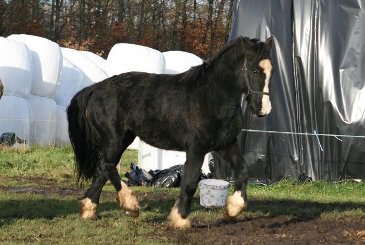 Irish Cob Royal Irish Boots (AL) billede 20