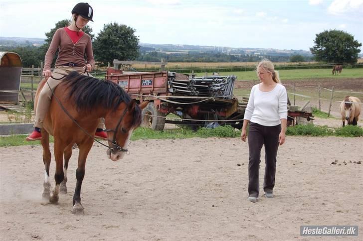 Anden særlig race Karlsbjerggård´s sharingo - Akademisk grundtræning billede 9
