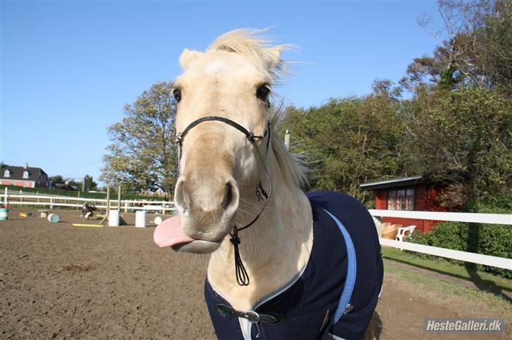 Anden særlig race Poppelgården´s Guliver - Gulliver reger tunge Foto: Jeanett billede 8