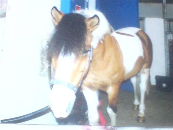 Pinto biggare`(går på græs) billede 14