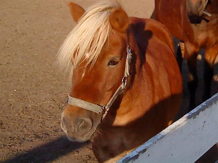 Shetlænder Tvebak Blondie - Velkommen til Tvebak´s profil billede 1