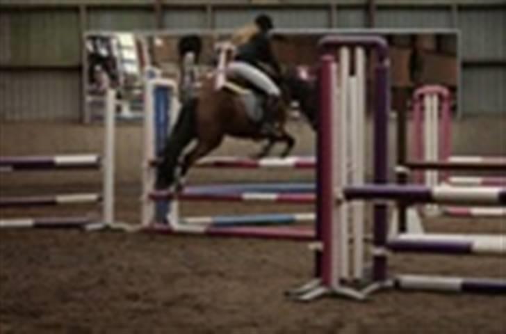 Tysk Sportspony Pablo John Halifax - <3 billede 2