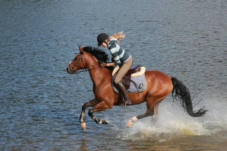 Tysk Sportspony Pablo John Halifax billede 5