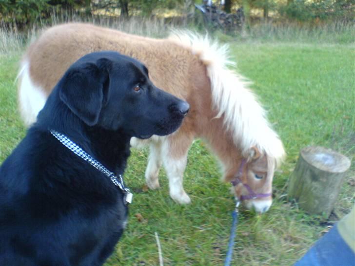 Anden særlig race Noa - Her ser i Noa sammen med vores ældste hund Tjecko (han er desværre ikke iblandt os mere) (billedet er taget i magretelunden) billede 9