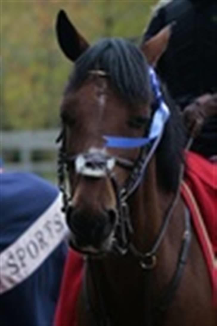 Tysk Sportspony Pablo John Halifax billede 6