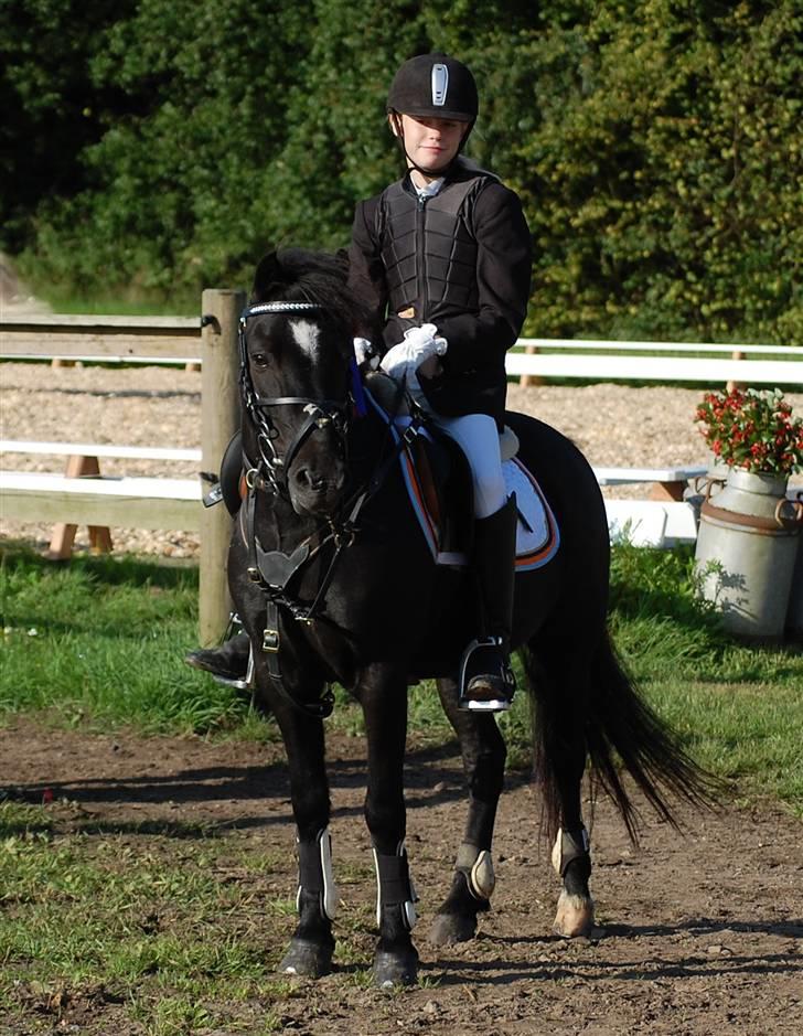 Dartmoor Little DiamondDrømmepony - Sarah og Little Diamond i søhøjlandets cup i Hinnerup springning billede 20