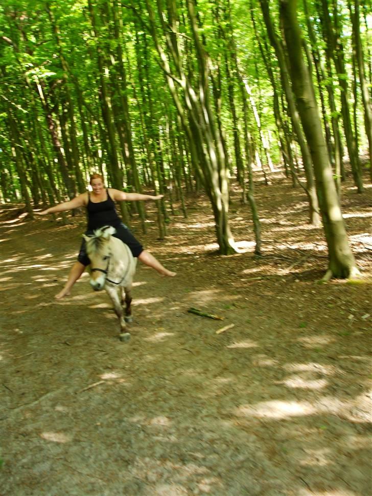 Fjordhest Delfine (R.I.P) † billede 3